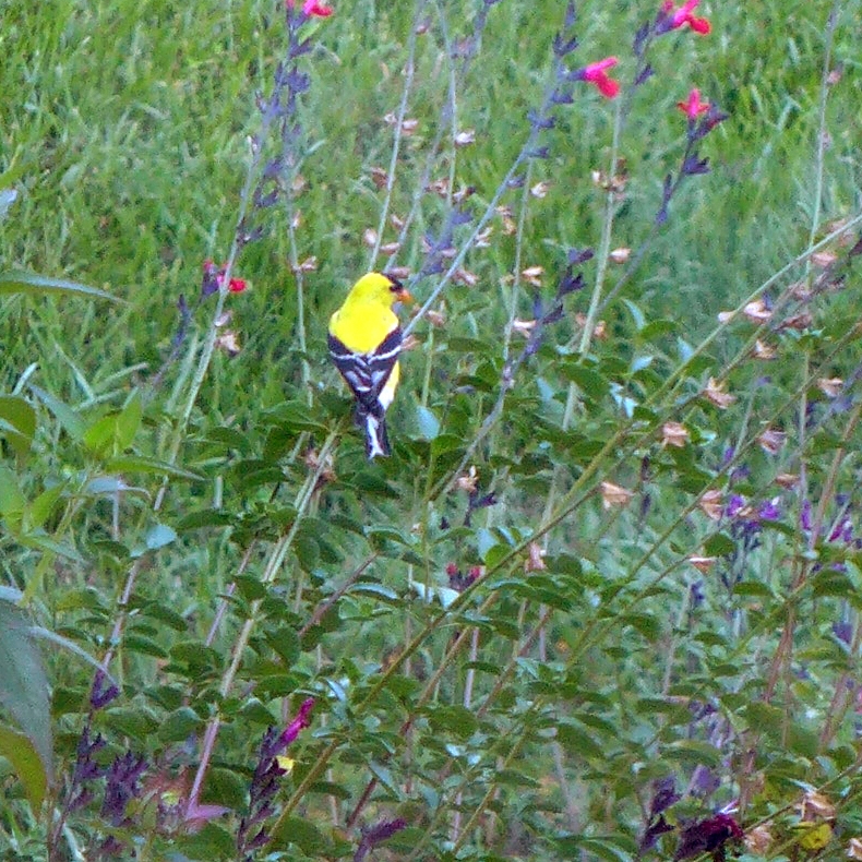 Yellow bird on a subshrub with red flowers.