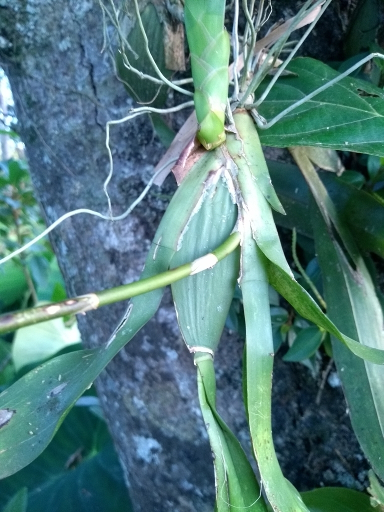 Climbing roots from stem