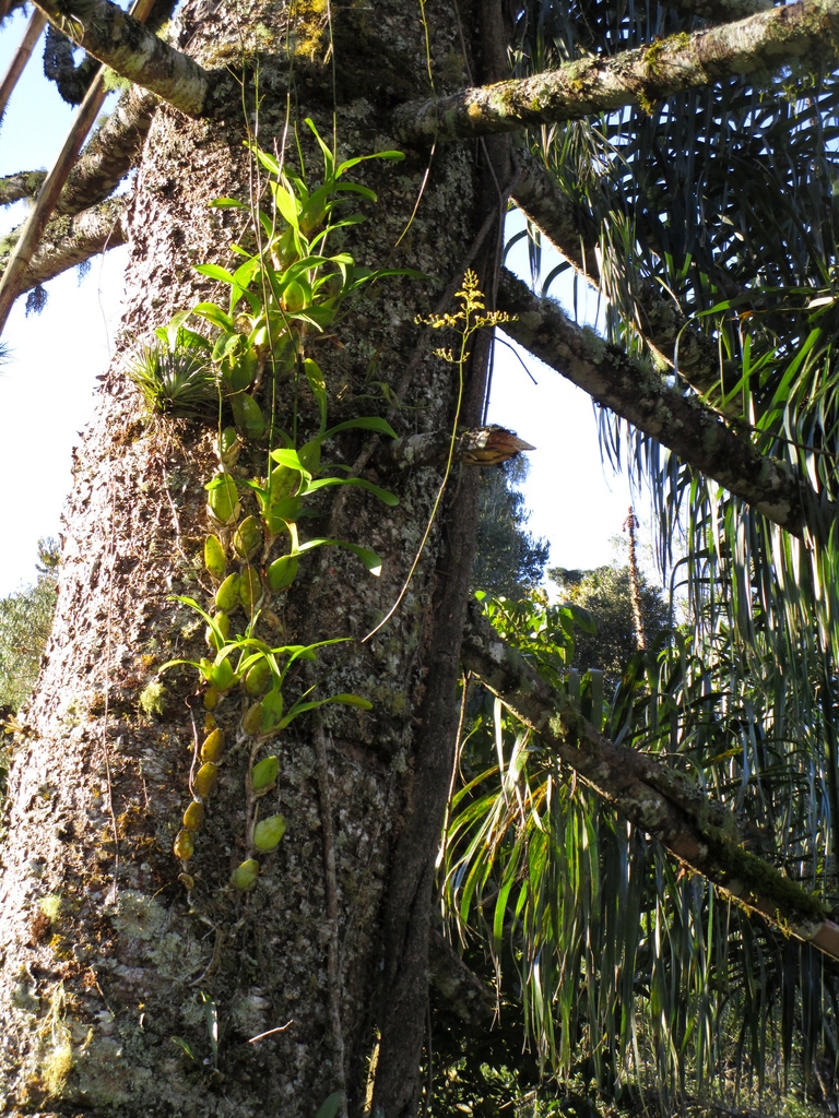 Form growing on a tree