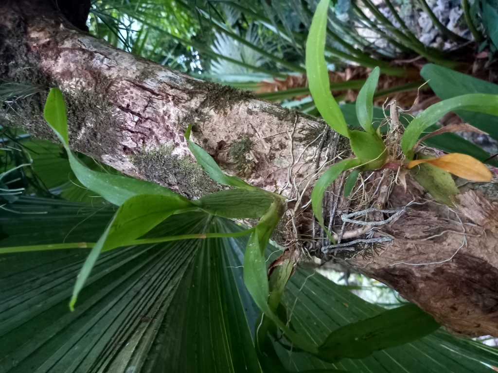 Leaves