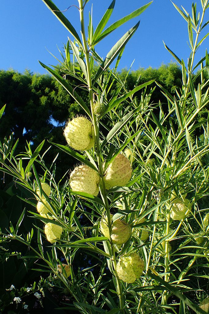 Form
