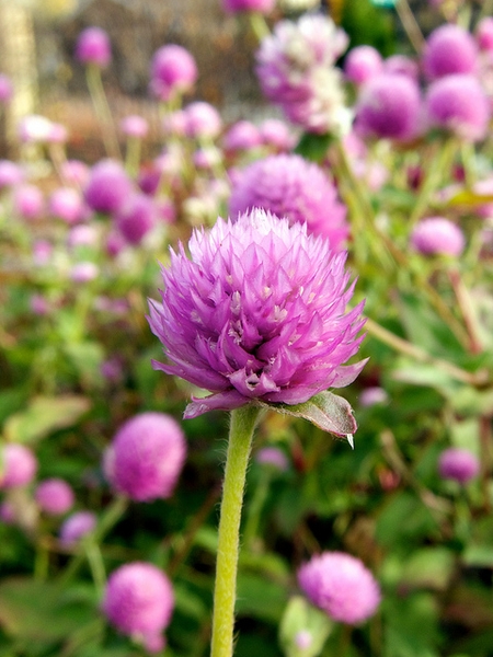 Gomphrena globosa