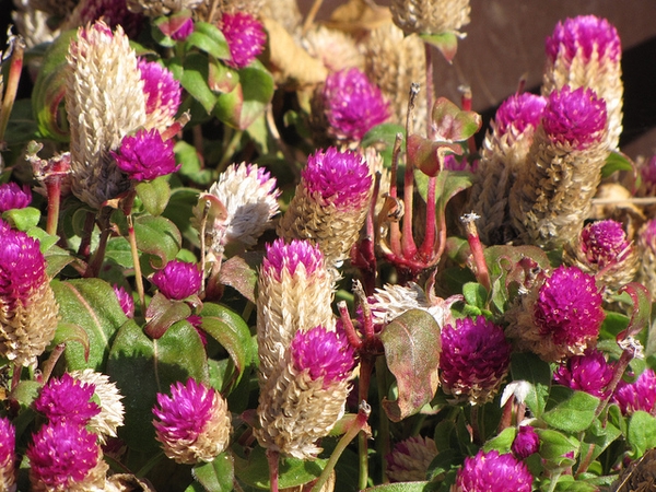 Gomphrena globosa