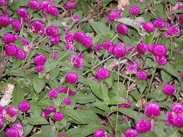 Gomphrena globosa
