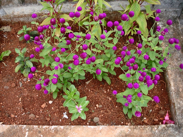 Gomphrena globosa