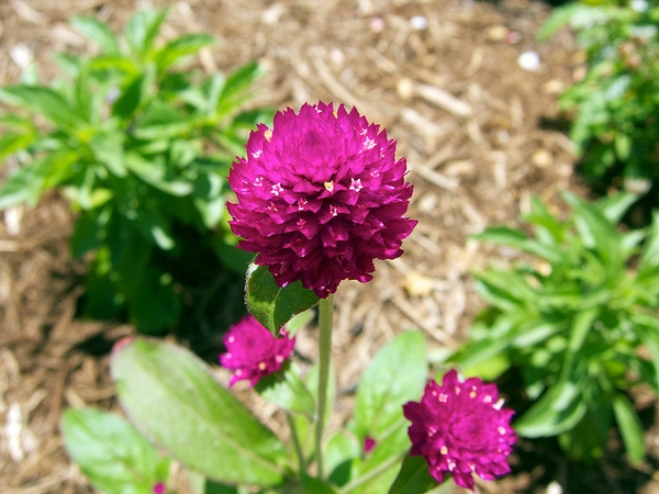 Gomphrena globosa