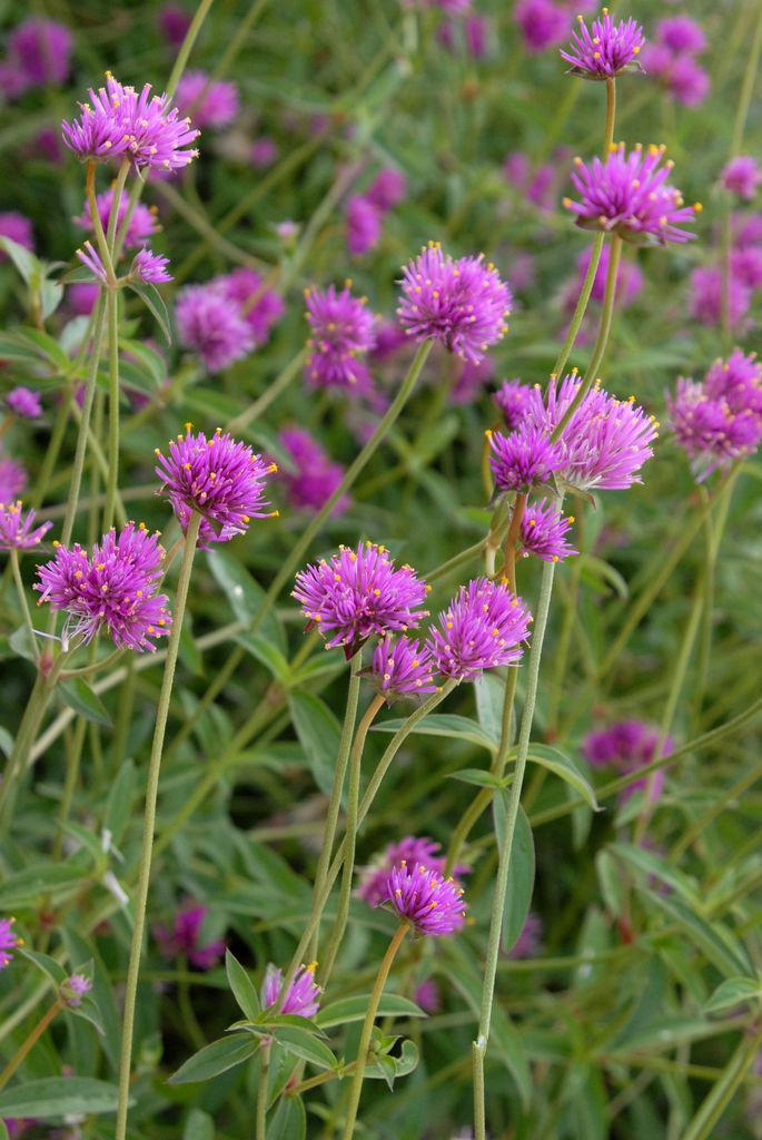 Gomphrena 'Fireworks'