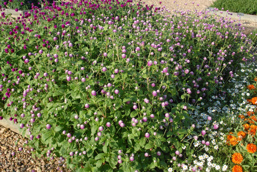 Gomphrena globosa