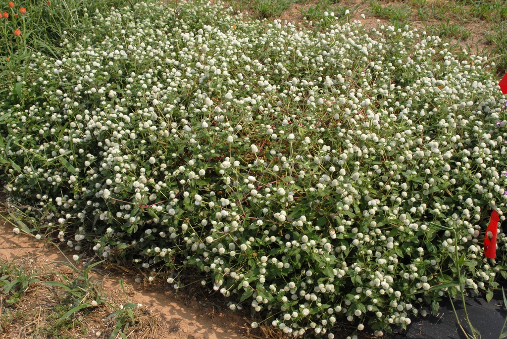 Gomphrena globosa