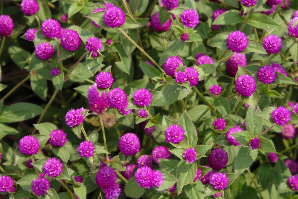 Gomphrena globosa