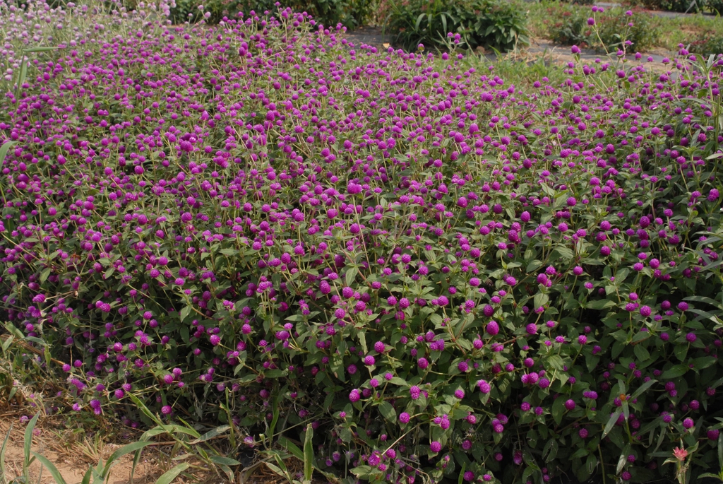Gomphrena globosa