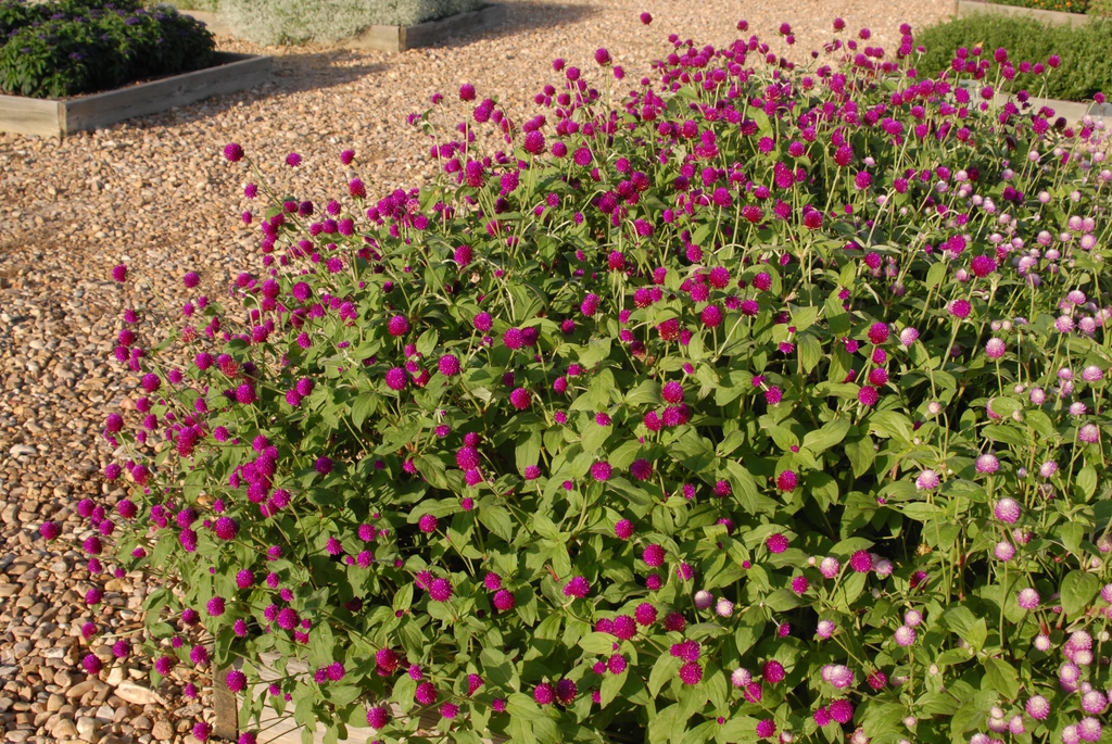 Gomphrena globosa