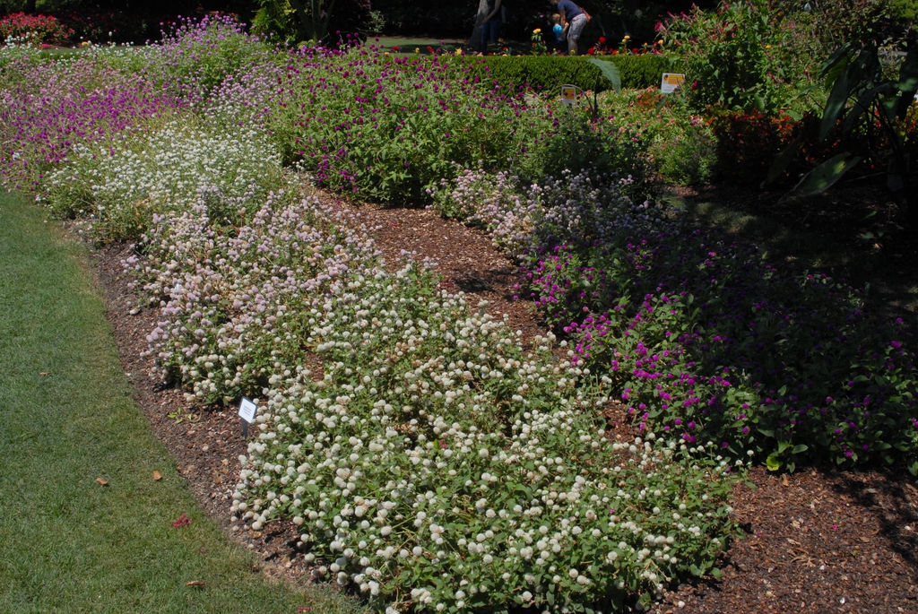 Gomphrena globosa