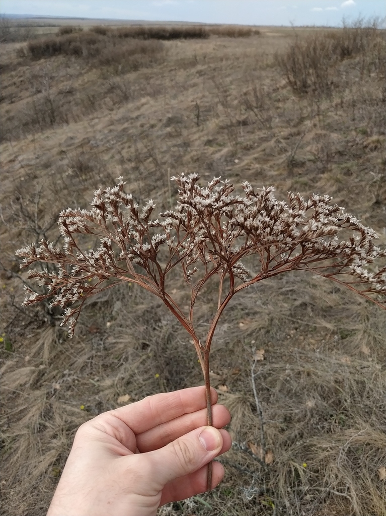 Stem and panicle of flowers