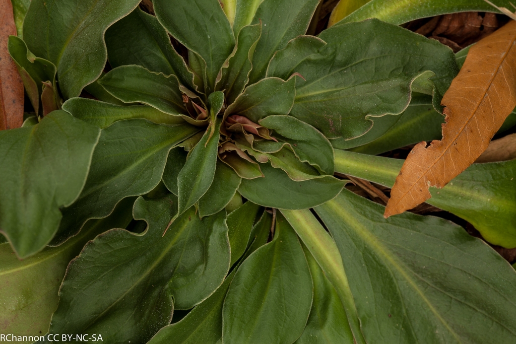 Rosette of leaves