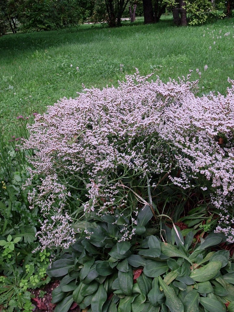 Form