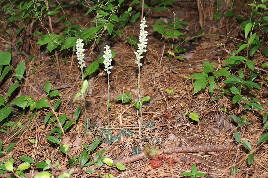 Goodyera pubescens