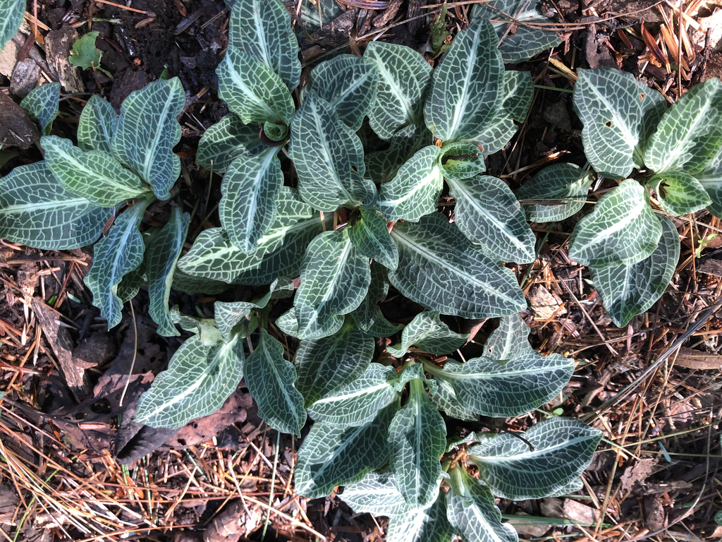 Goodyera pubescens