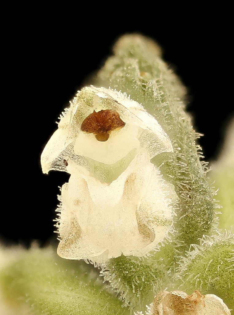 Close up of flower