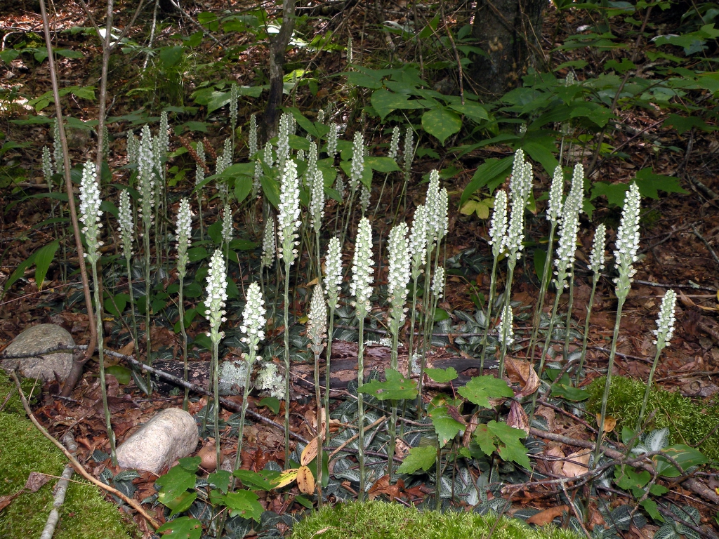 Form in bloom