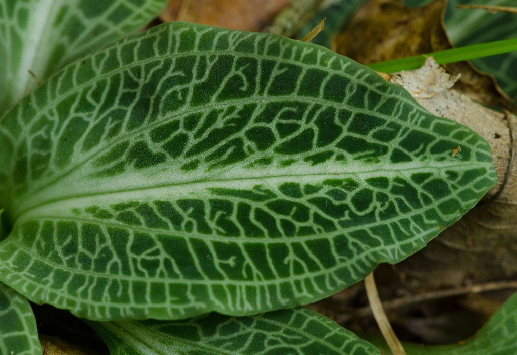 Leaf closeup