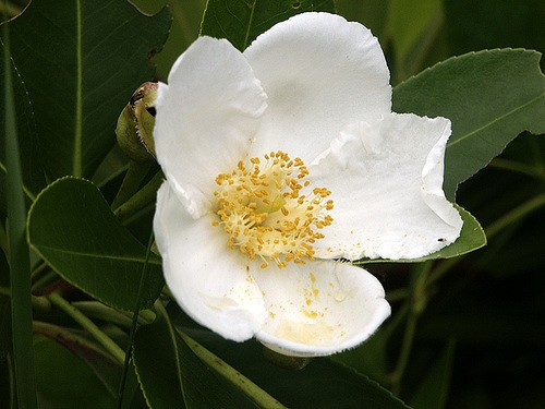 Gordonia lasianthus