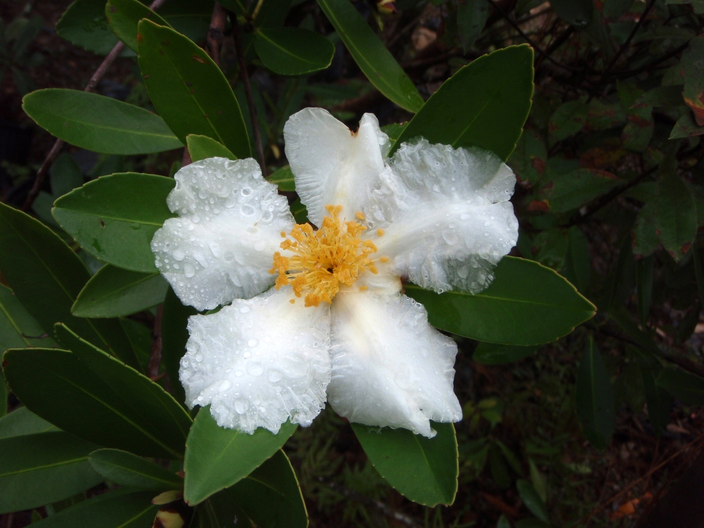 Flower and Leaves