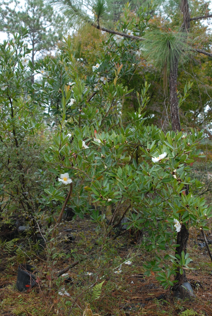 Form