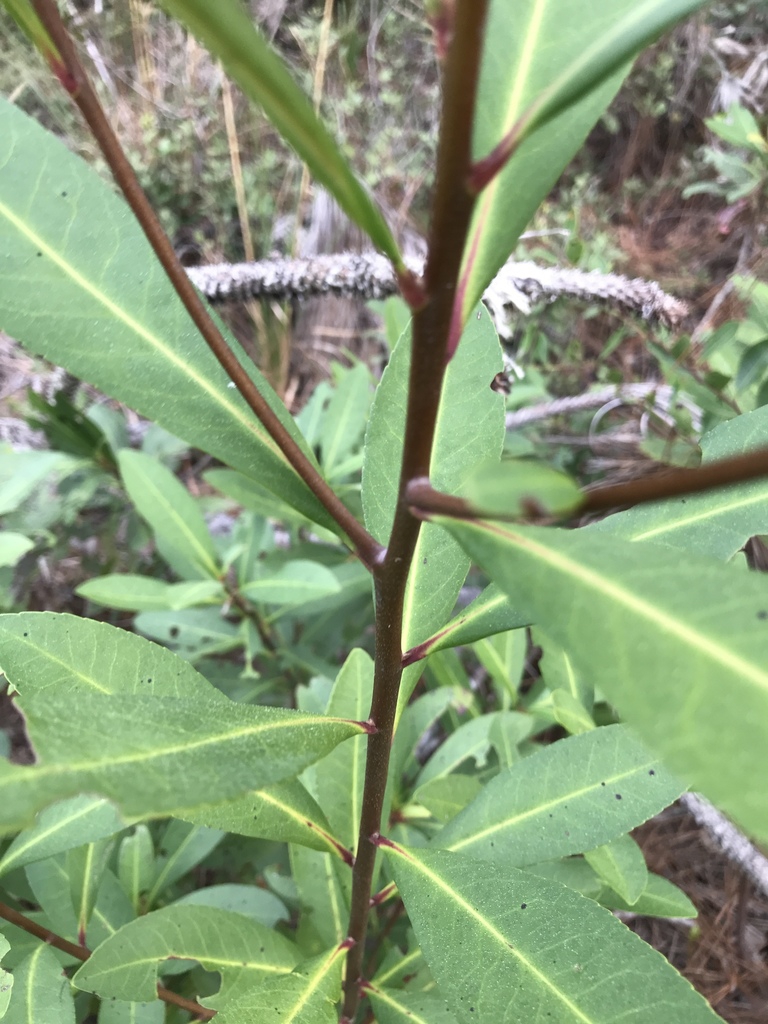 Stems and leaves