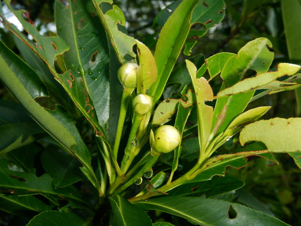 Flower buds