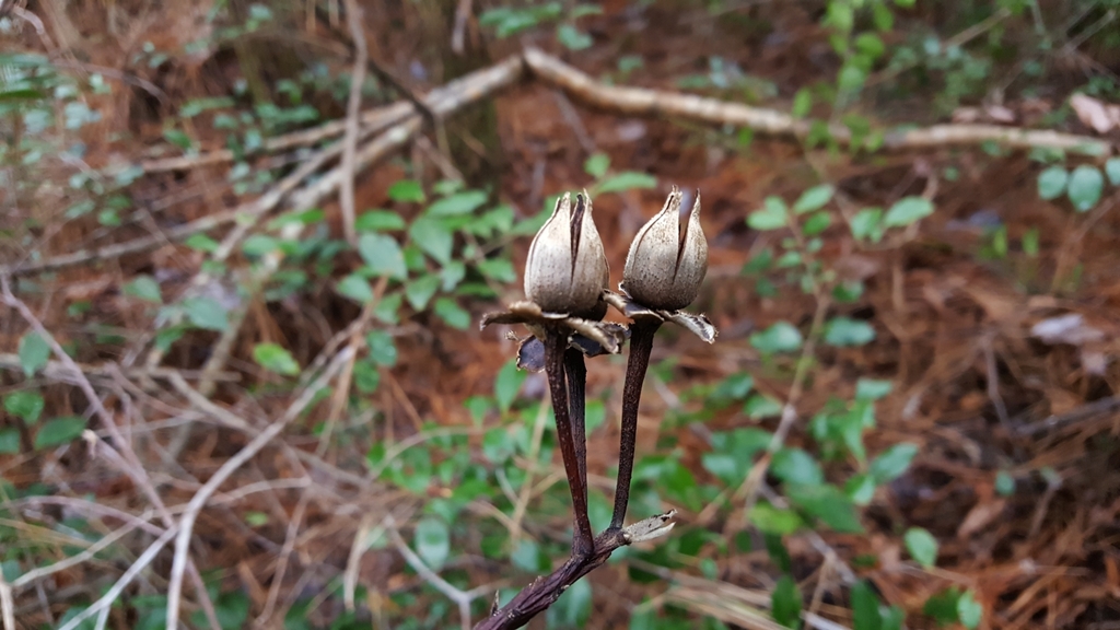 Fruit