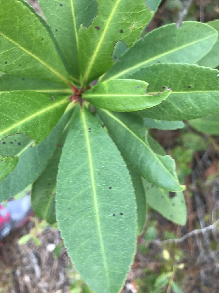 Leaf closeup