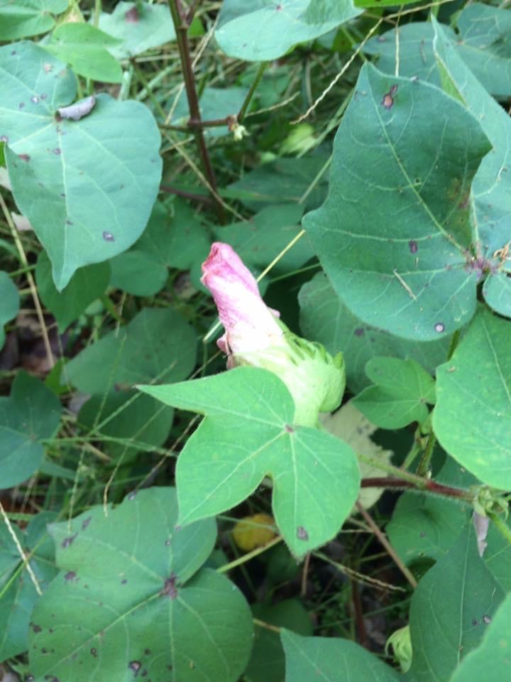 Gossypium hirsutum
