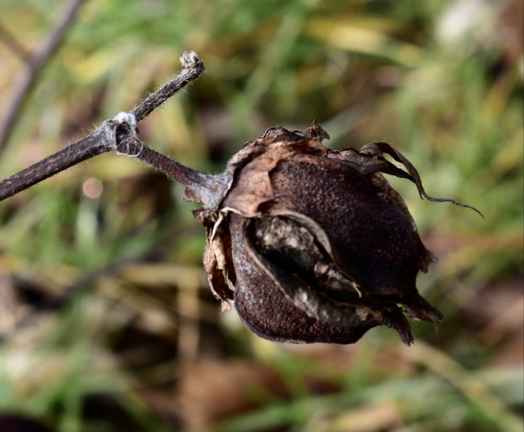 Gossypium hirsutum