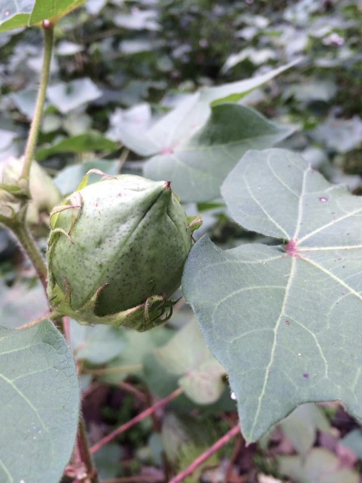 Gossypium hirsutum