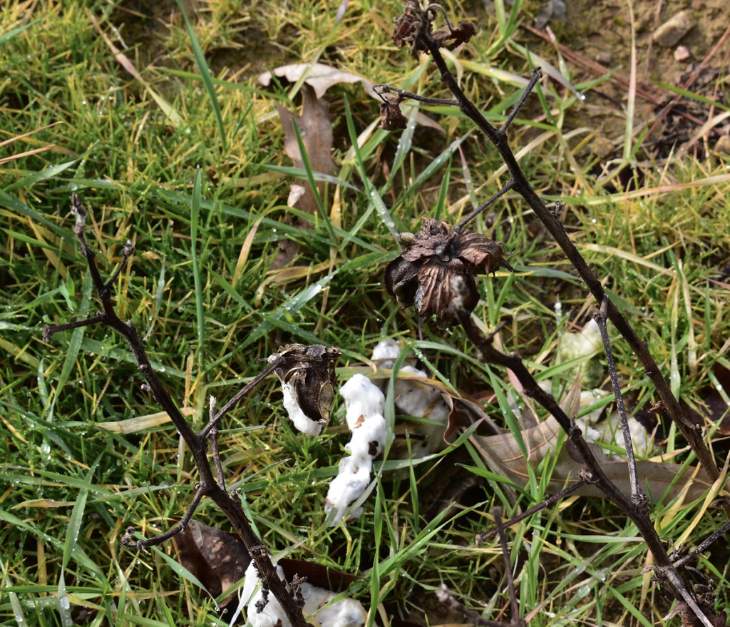 Gossypium hirsutum