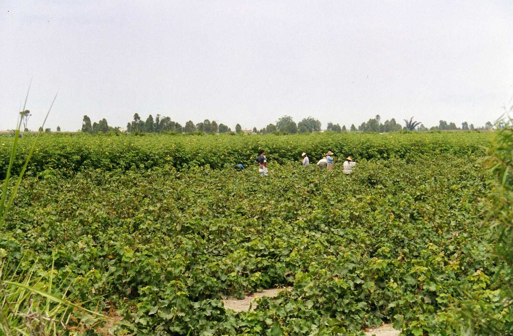 In a field