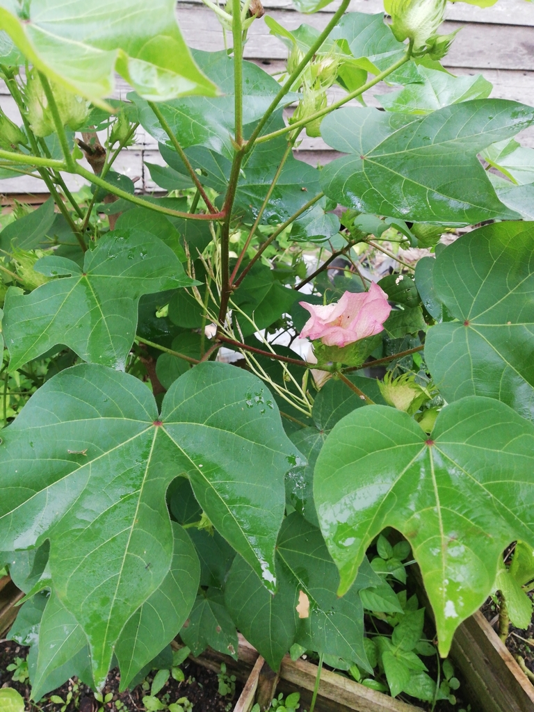 Leaves