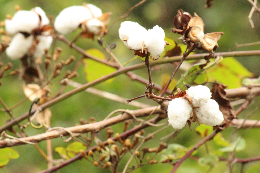 Branches and cotton