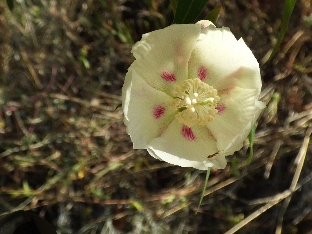 Flower detail