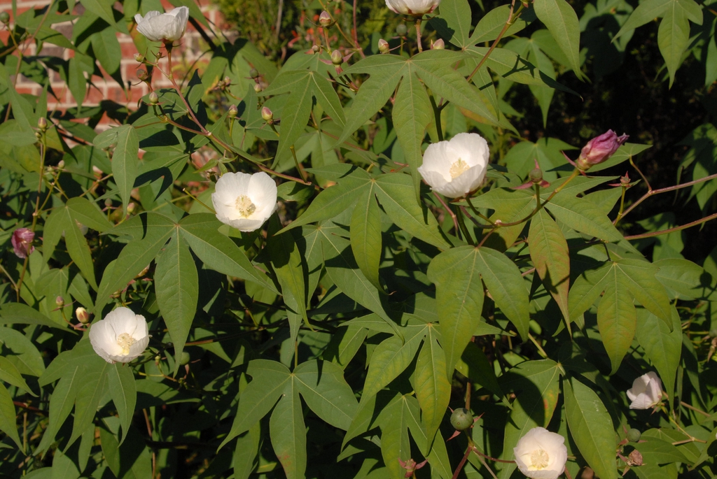 Flower and Leaves