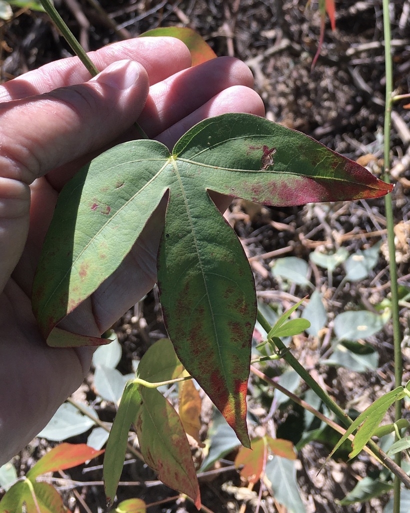 Three lobed leaf