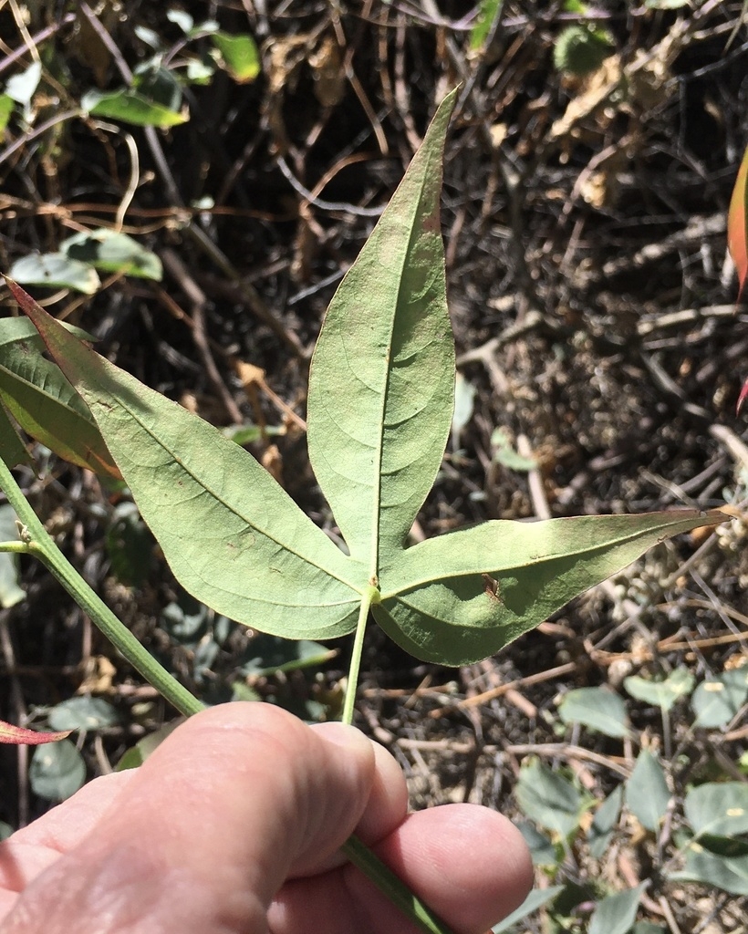 Underside of leaf