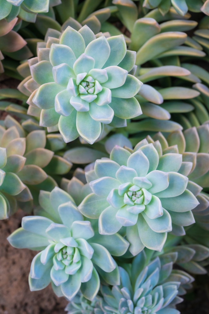 Graptopetalum Paraguayense