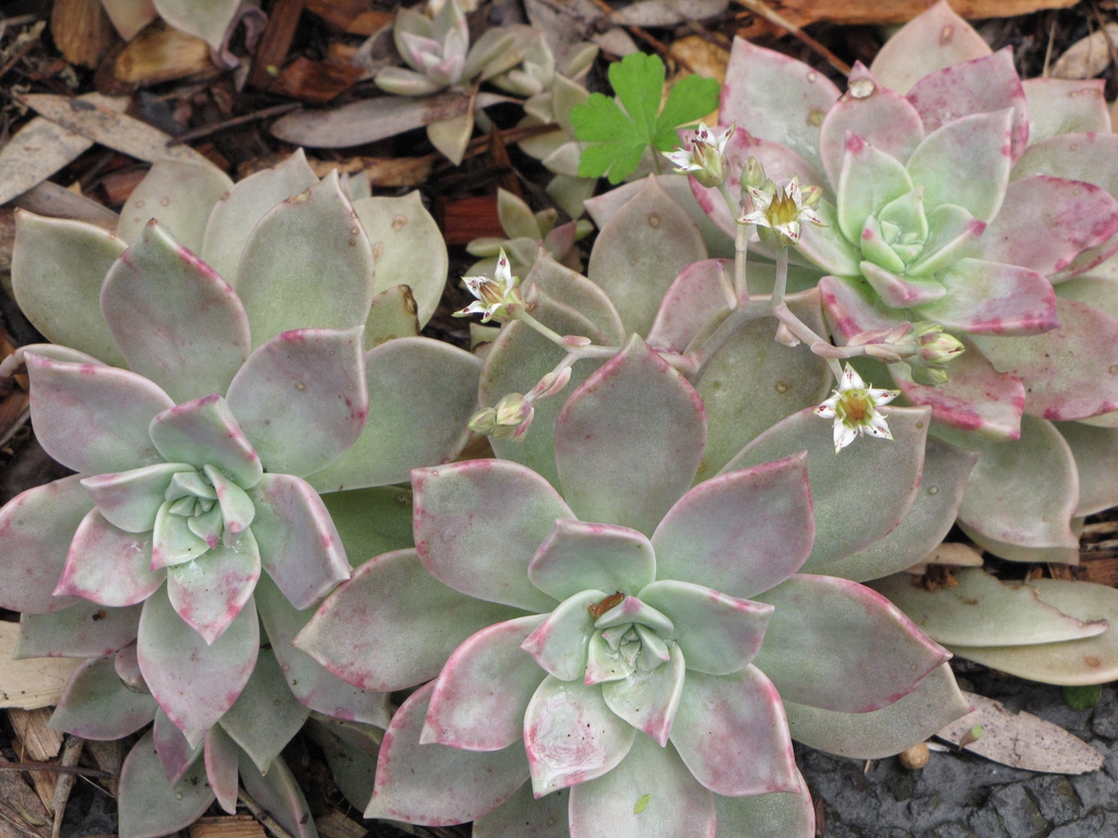 Graptopetalum Paraguayense