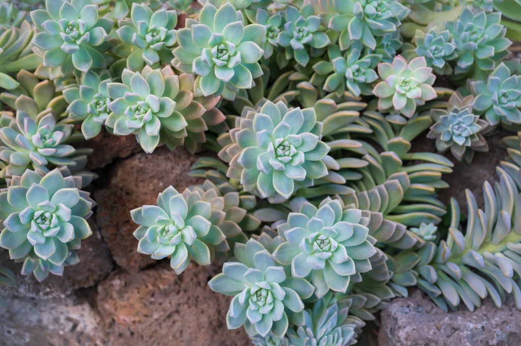 Graptopetalum Paraguayense
