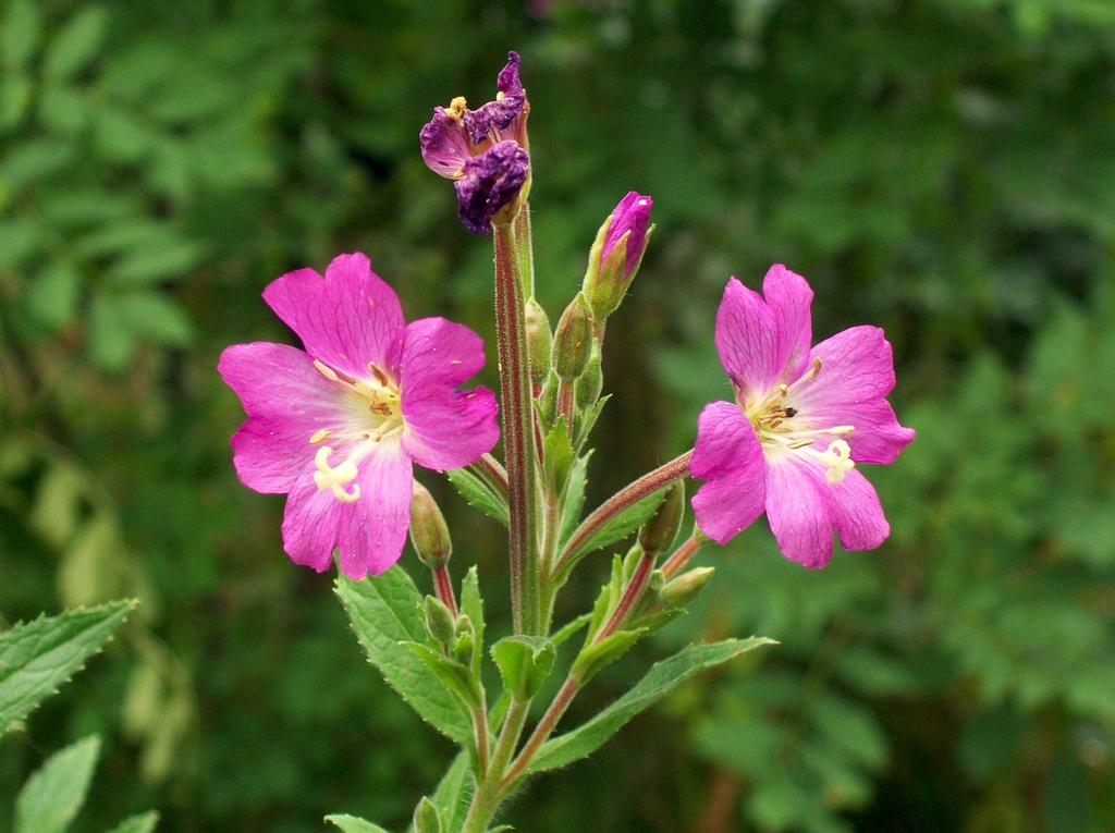 Close up of flowers