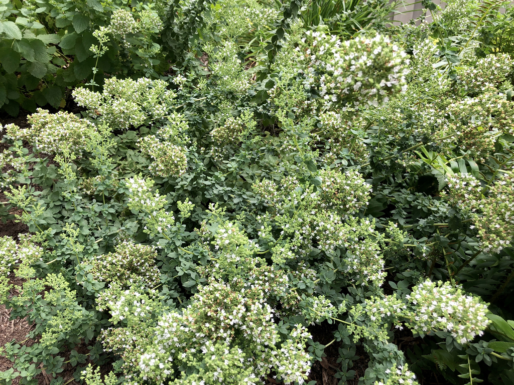 Origanum vulgare subsp. hirtum