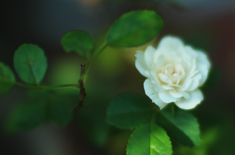 greenish white, double-flowered miniature rose