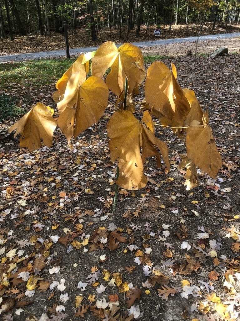 Green bark with dried leaves on long petioles